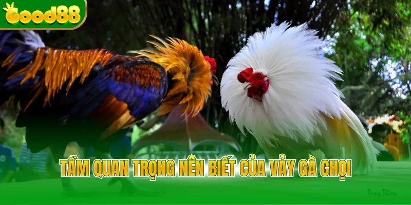 Tầm quan trọng nên biết của vảy gà chọi
